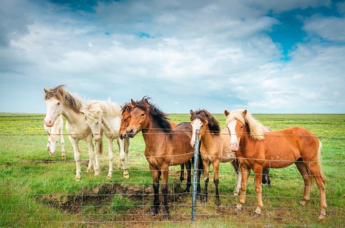 Golden Circle Tour & Meet the Icelandic Horses from Reykjavik: photo supplied by the booking partner