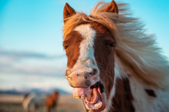 Golden Circle & Meet the Icelandic Horses - Small Group Tour: supplier photo 2