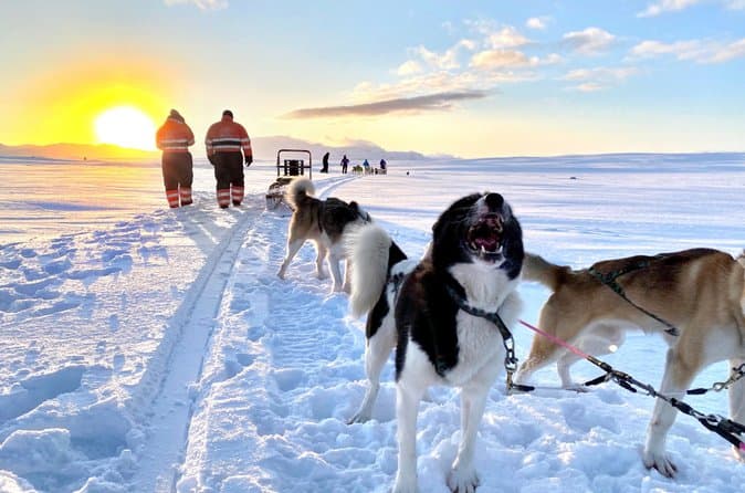 Year-Round Dogsledding Adventure Near Reykjavík Optional Transfer: photo supplied by the booking partner